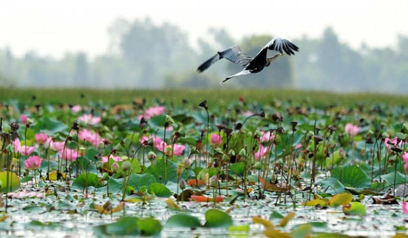 Cao Lanh city excursion